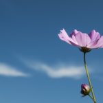 cosmos-950003_1920